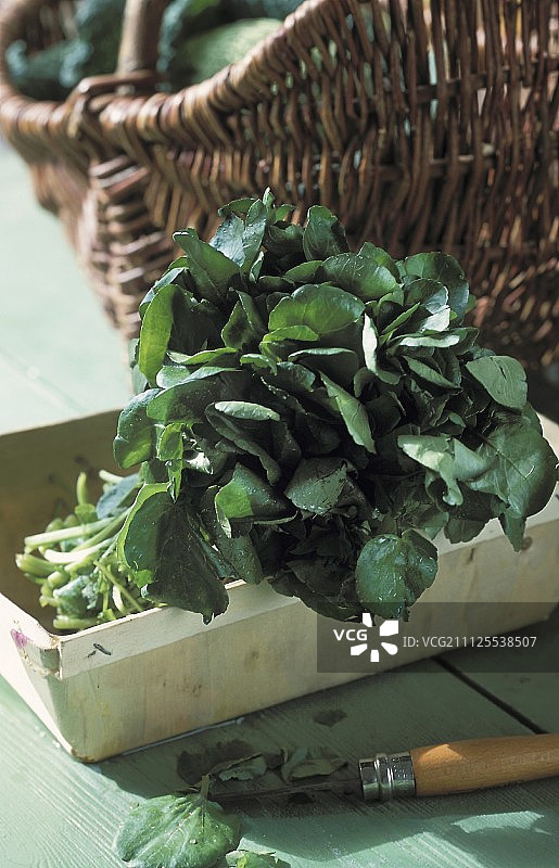 西洋菜图片素材