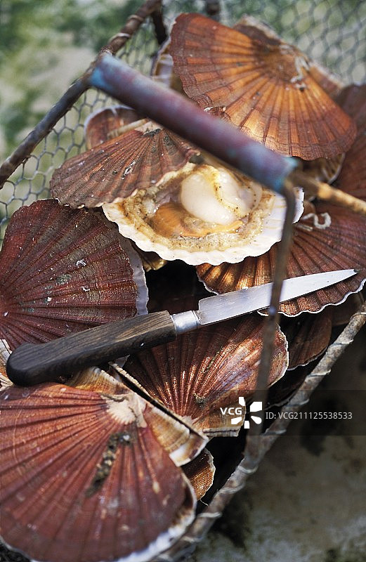 一篮扇贝图片素材