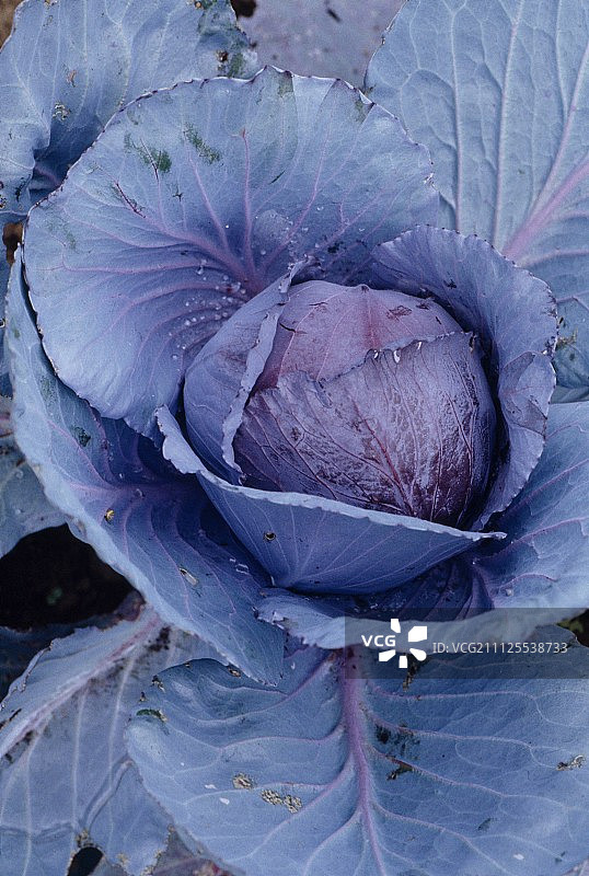 紫甘蓝图片素材