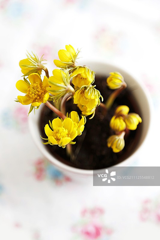 种在茶杯里的冬季乌头图片素材