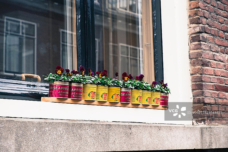 窗台上铁罐里的紫罗兰图片素材