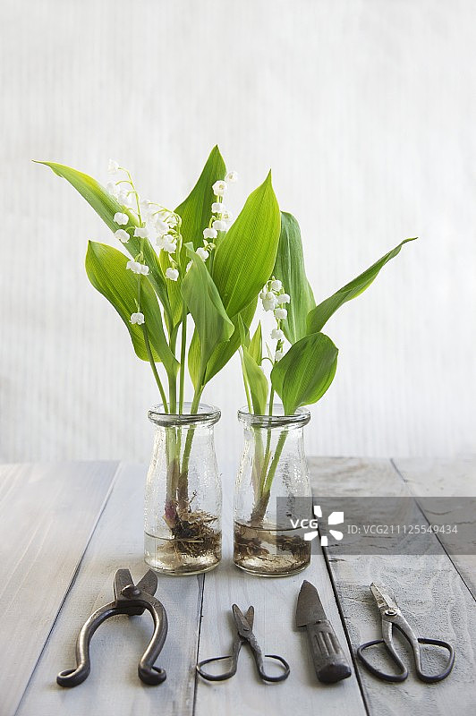 玻璃瓶中的复古园艺剪刀和铃兰图片素材