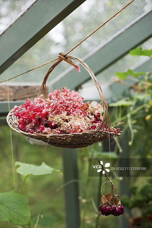 悬挂在绳子上的天竺葵切花篮图片素材