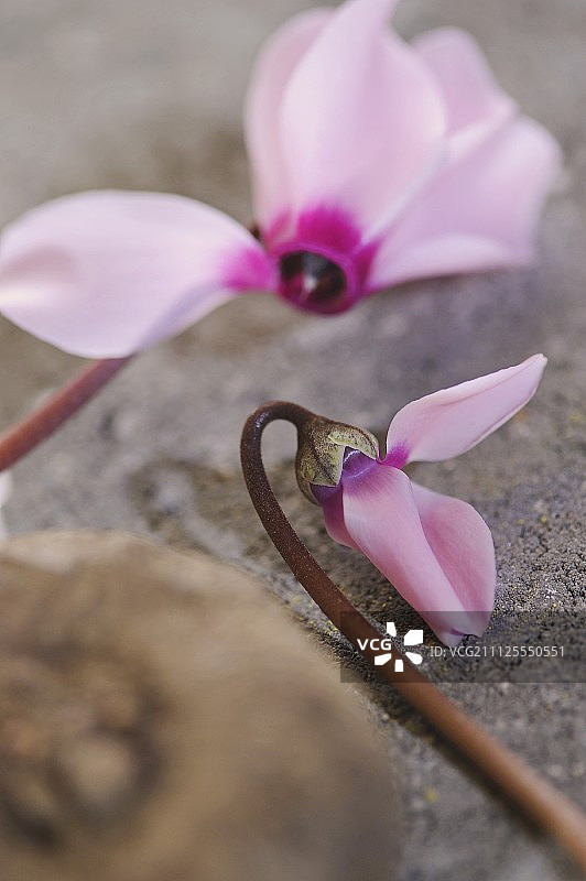 粉色仙客来图片素材