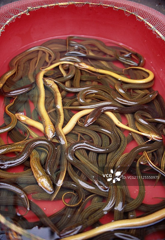 鲜活鳗鱼图片素材