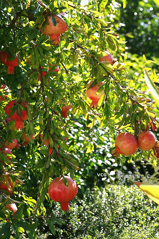 石榴树图片素材