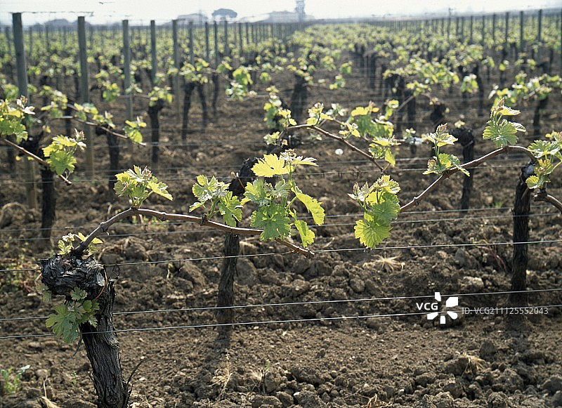 波美侯的葡萄藤图片素材