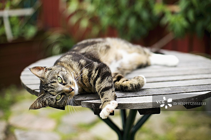 躺在木制花园桌子上的猫图片素材