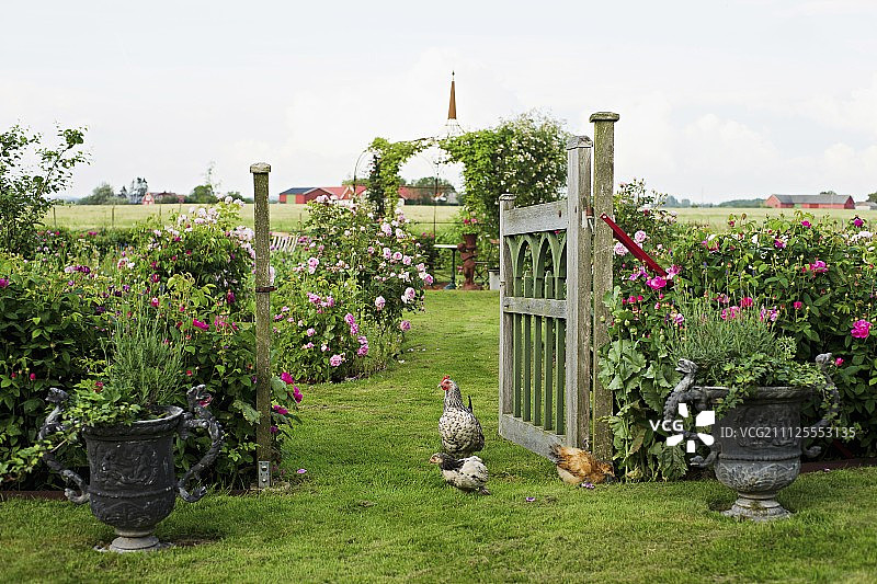 乡村花园：鸡群漫步于花盆间图片素材
