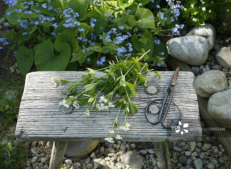 刚采摘的香甜木材和木制脚凳上的剪刀图片素材