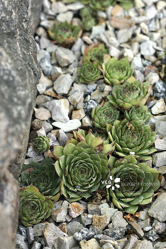 种植在砾石中的长生草图片素材