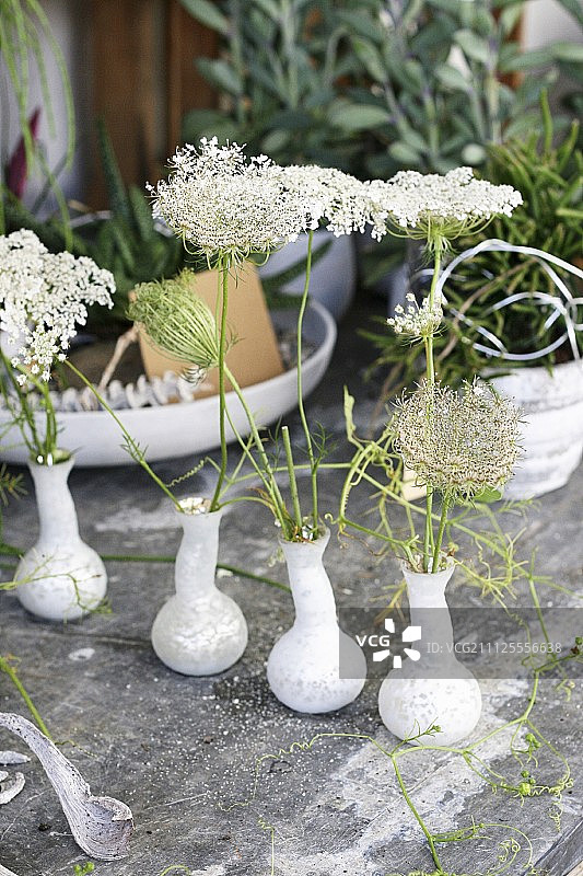 小花瓶中的野胡萝卜图片素材