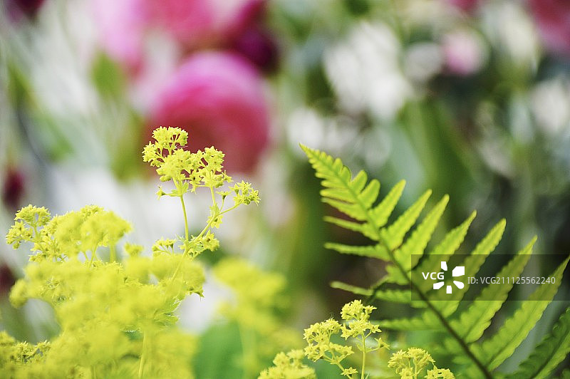 花园里的聚合草和蕨类植物图片素材
