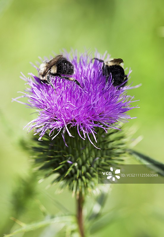 蜜蜂与盛开的蓟图片素材