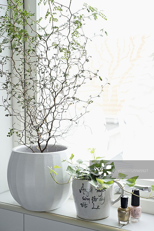 浴室窗台上字母杯子里的盆栽绿叶植物和常春藤图片素材