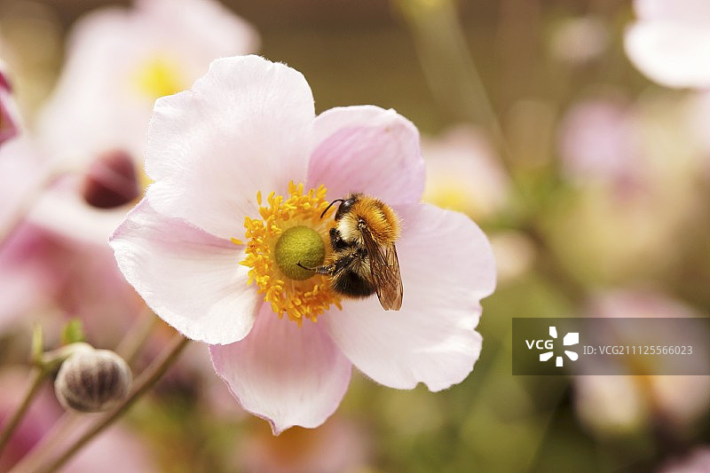 粉色银莲花上的熊蜂图片素材