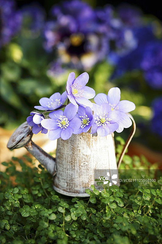 微型喷壶中装饰着苔藓的“专注自身”植物盆栽图片素材