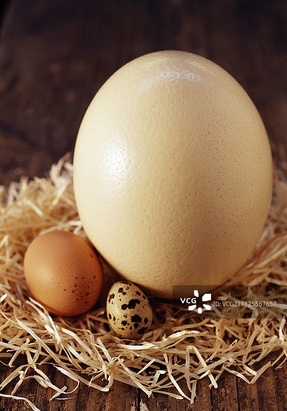 鸵鸟蛋图片素材