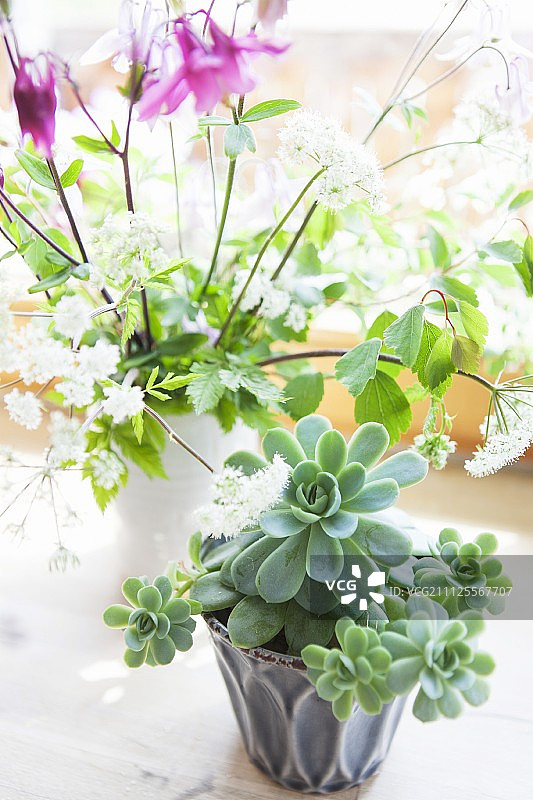 放在乡村木质表面的陶瓷盆栽多肉植物，前方是耧斗菜和欧防风花瓶图片素材