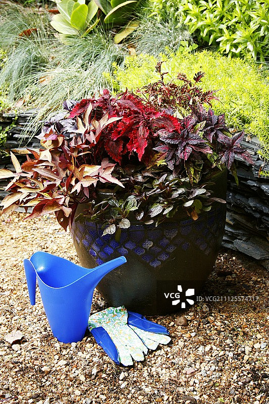 带红色装饰叶子的陶瓷盆栽图片素材