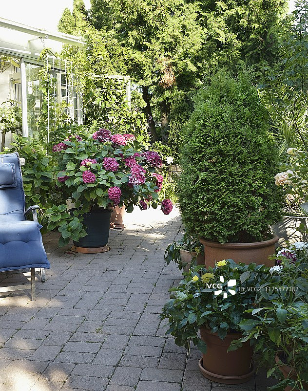 温室外阴凉露台，绣球花、盆栽崖柏与木躺椅图片素材