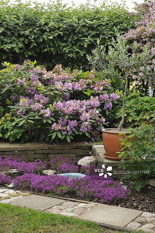 开花花园中石板上的盆栽橄榄树图片素材