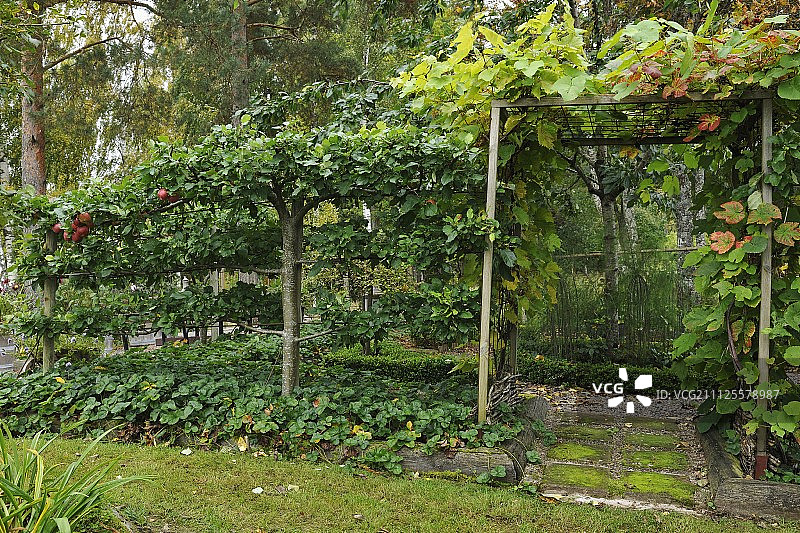 小型门形棚架旁边的独立式棚架树图片素材