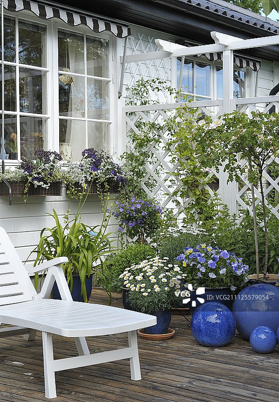白色木屋外的木制甲板上，蓝色盆栽的开花植物旁边的白色躺椅图片素材