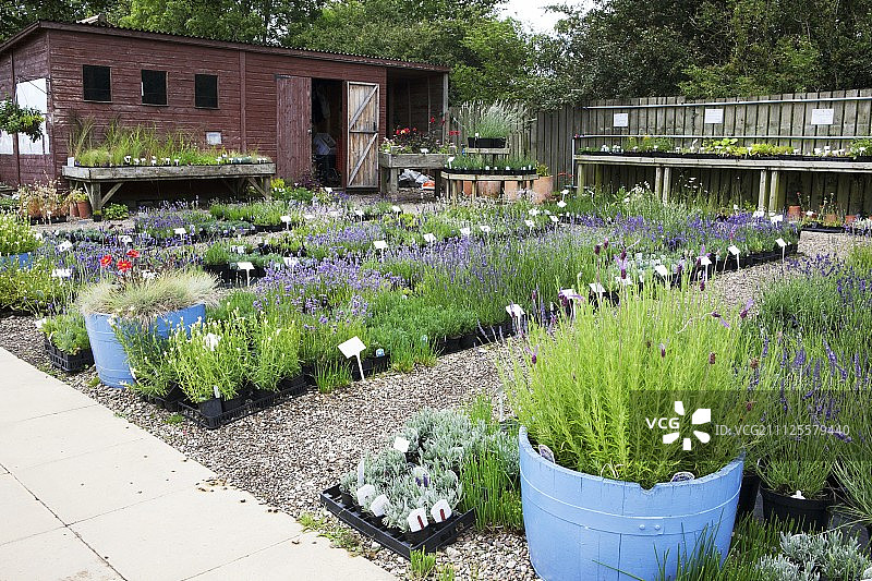 英国约克郡苗圃中盛开的薰衣草图片素材