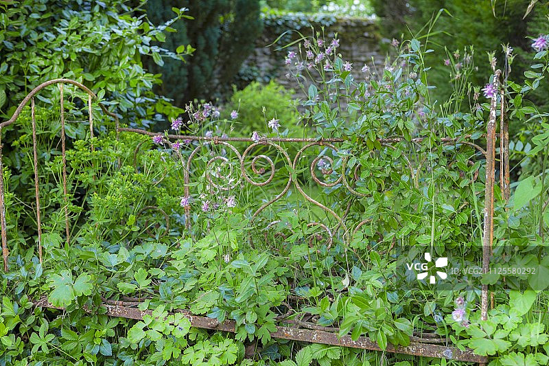 华丽金属床架植物覆盖，夏日花园。图片素材