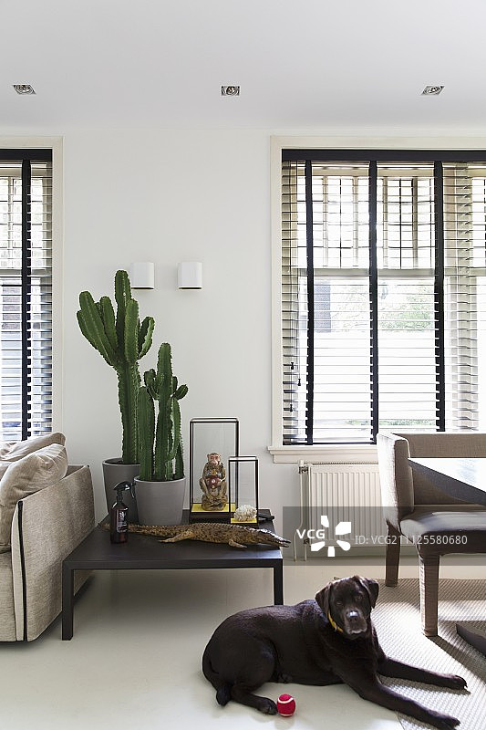 拉布拉多犬站在白色地板上，在现代室内，窗户之间是黑色咖啡桌，百叶窗半闭图片素材