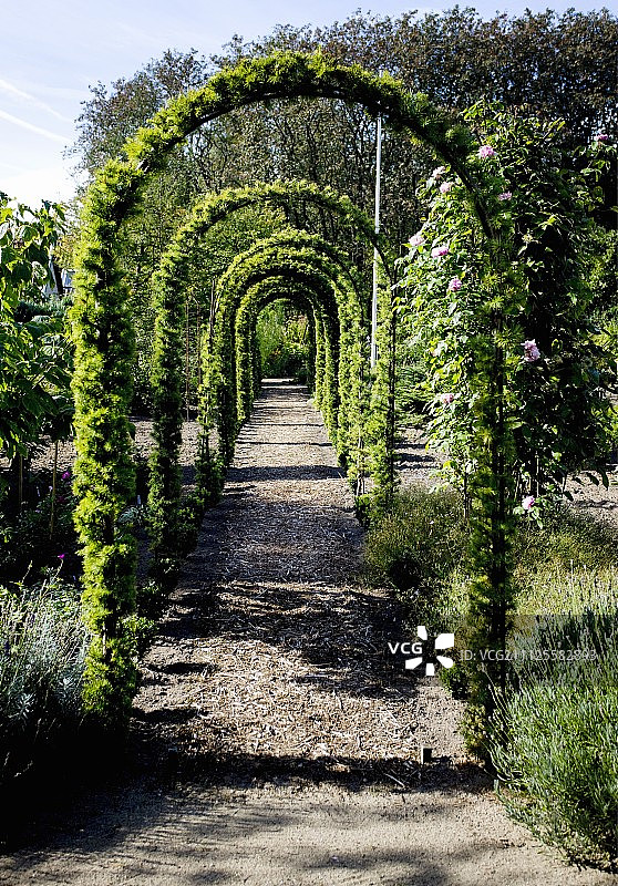 穿过覆盖着攀缘植物的玫瑰拱门的花园小路图片素材