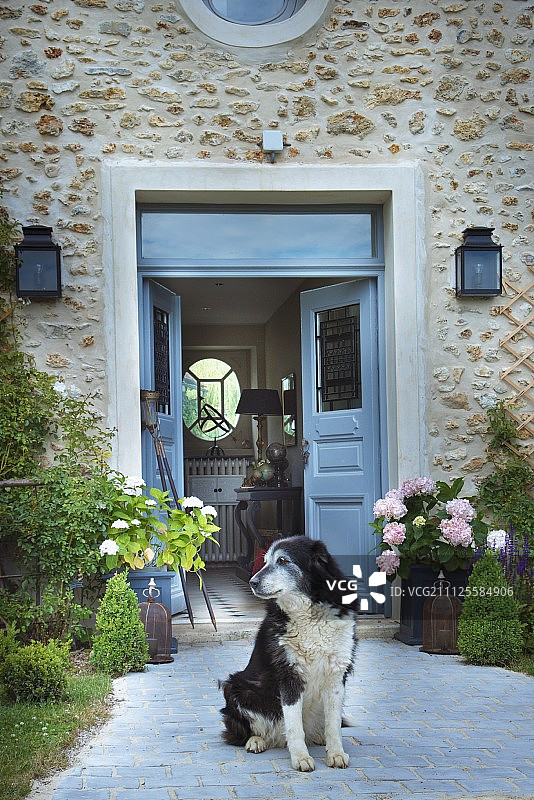 在通往带蓝色前门的石头房子的铺砌小路上的狗图片素材