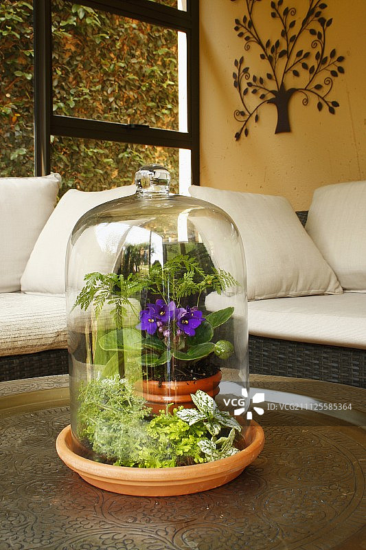 客厅桌面上玻璃罩下的微型花园图片素材
