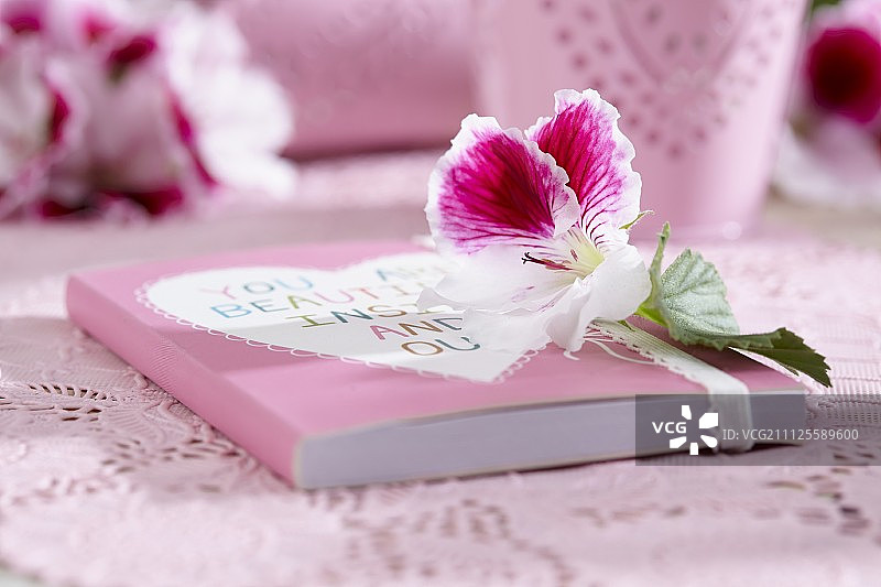 天竺葵花图片素材