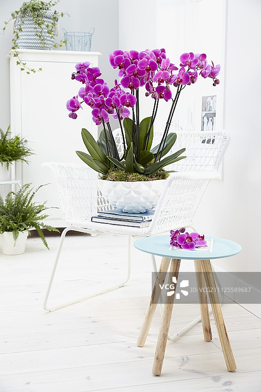 蝴蝶兰 ‘好莱坞’图片素材