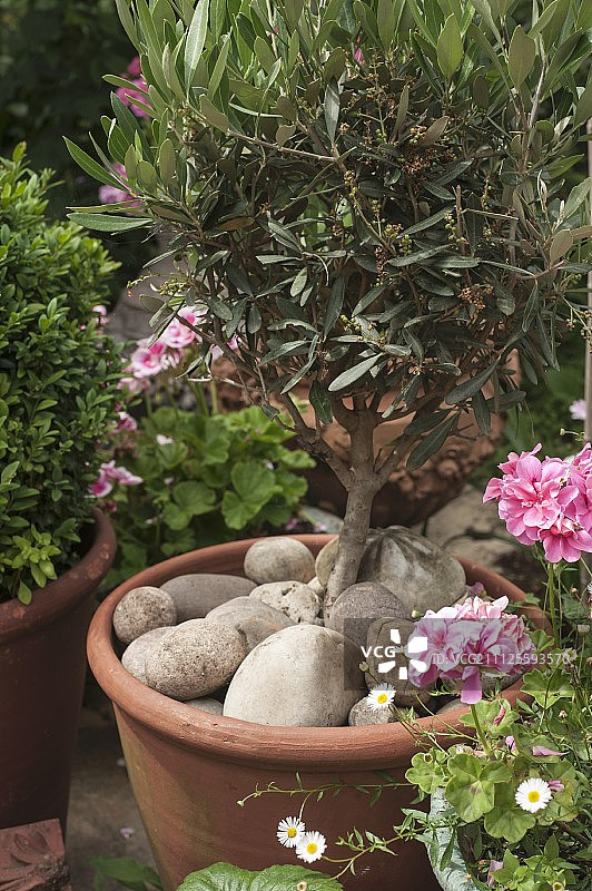 赤陶盆栽小橄榄树，花园里铺着大卵石图片素材