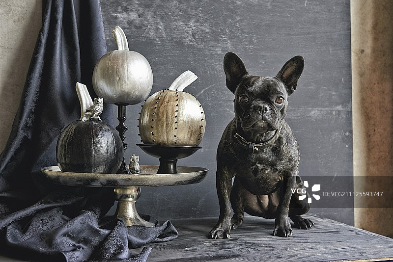 盘子上闪亮的金属漆南瓜与法国斗牛犬图片素材