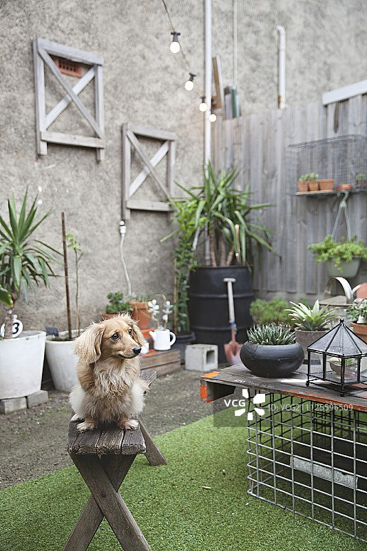 小狗坐在庭院的旧木凳上，庭院装饰着许多盆栽植物和人造草皮地毯图片素材