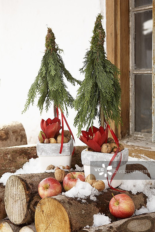 花盆装着由香柏枝、孤挺花和坚果制成的圣诞树，苹果堆放在柴火堆后图片素材