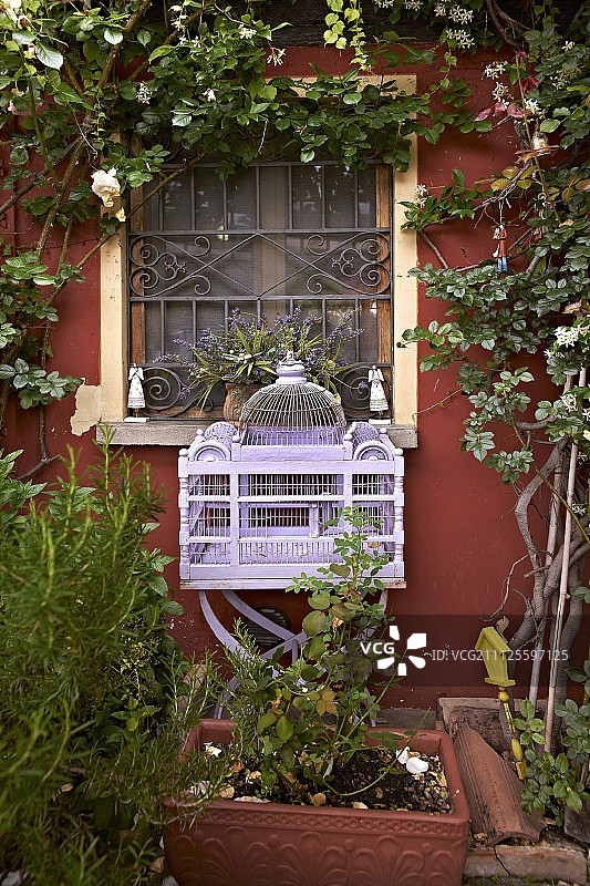 红色外墙上玫瑰攀爬下的华丽淡紫色鸟笼图片素材