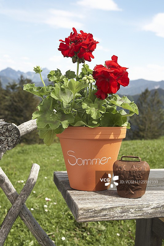 木板上的红色天竺葵盆栽，背景是阿尔卑斯山风光图片素材