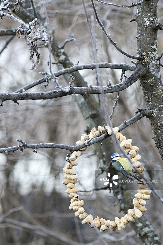山雀栖息在悬挂于冬日树上的花生花环上图片素材