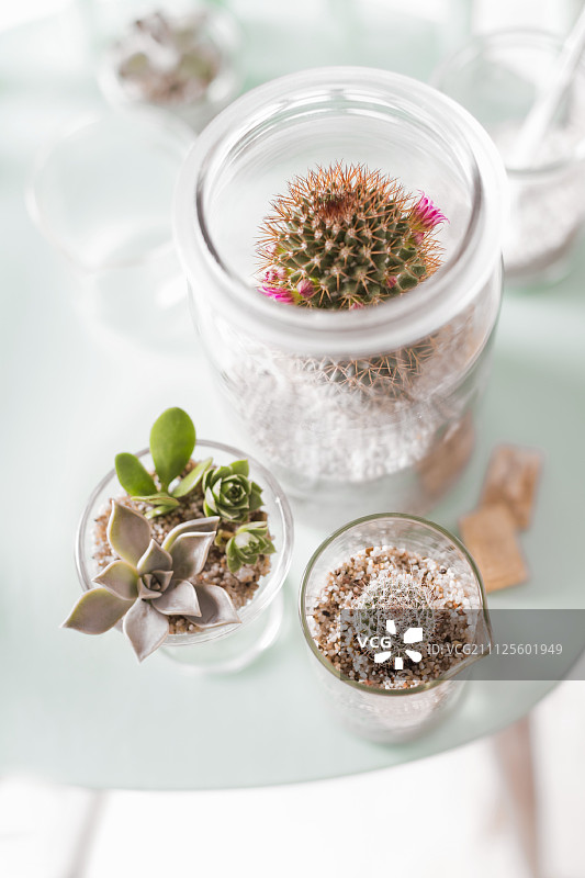 玻璃罐生态缸中的各种仙人掌图片素材