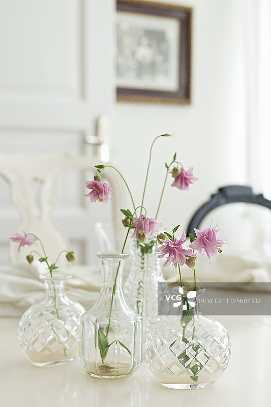 多面玻璃花瓶中的粉色耧斗菜花图片素材