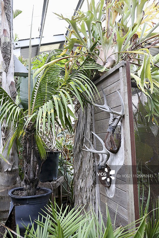 棕榈树环绕的木板上装饰的雄鹿角图片素材