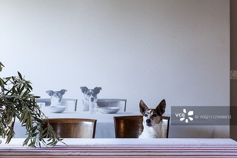 狗狗坐在餐椅上，背景有狗狗壁画图片素材