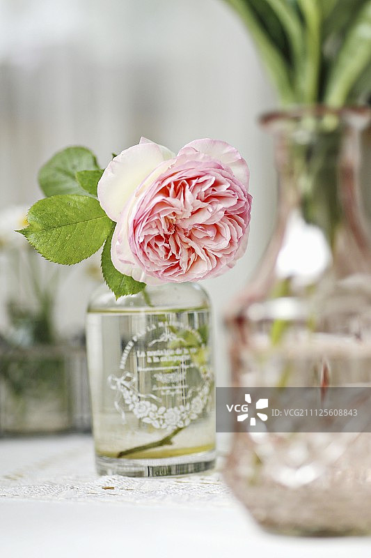 复古花瓶中的双重玫瑰（英国玫瑰）图片素材