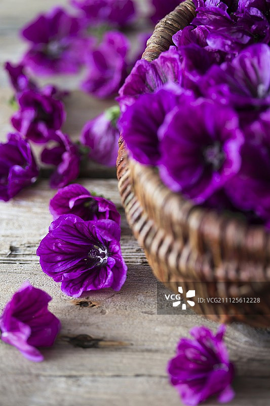 木槿花图片素材