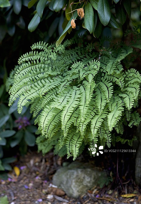 花园里的蕨类植物图片素材